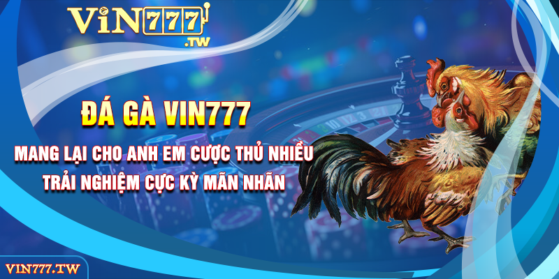 Đá gà VIN777 mang lại cho anh em cược thủ nhiều trải nghiệm cực kỳ mãn nhãn