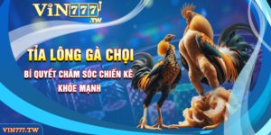 Tỉa lông gà chọi : Bí quyết chăm sóc chiến kê khỏe mạnh