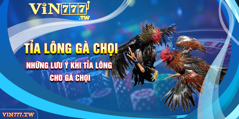 Những lưu ý khi tỉa lông cho gà chọi